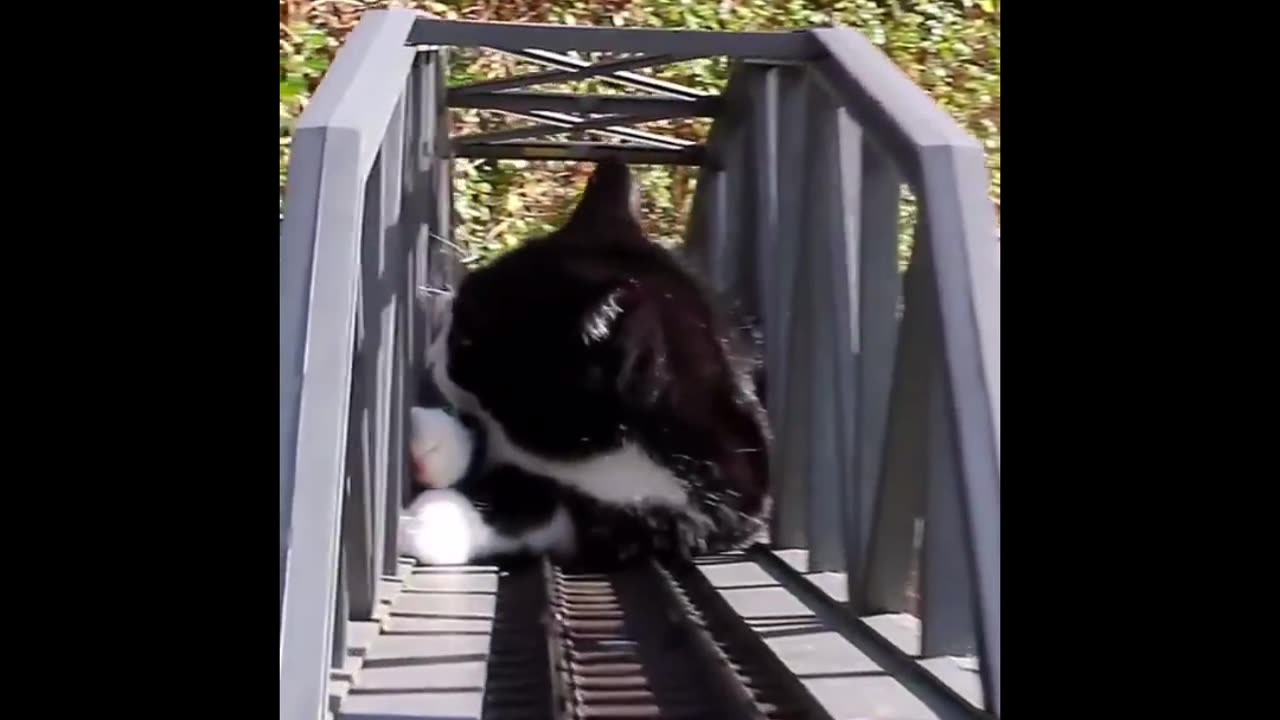 Cat Craziness Unleashed: Ultimate Funny Video Compilation