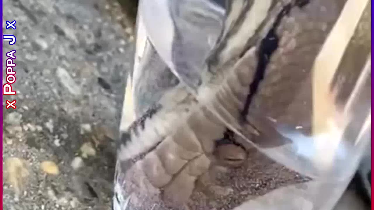 The Thirst Is Real 🐍