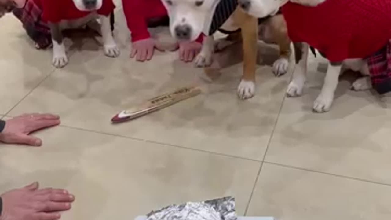 animals