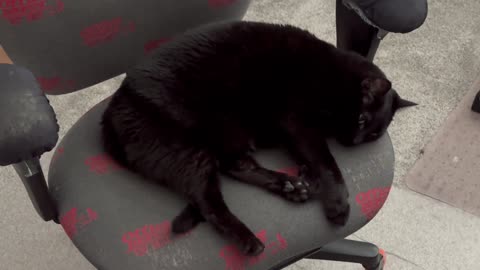 Cute Precious Piper Works Hard on Her Exercise Routine - Adopting a Cat from a Shelter Vlog