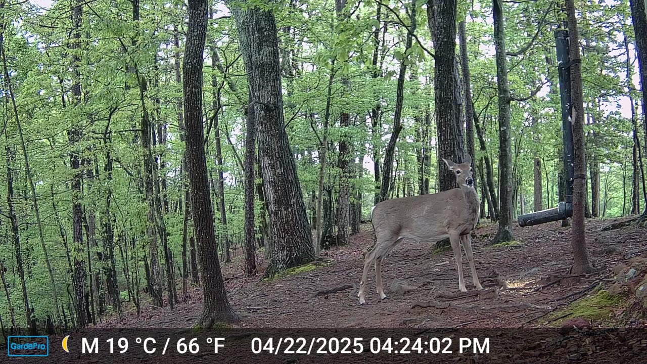 The Woods – 04/23/2025