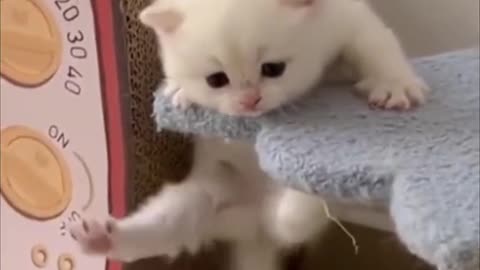 Cute baby kitten