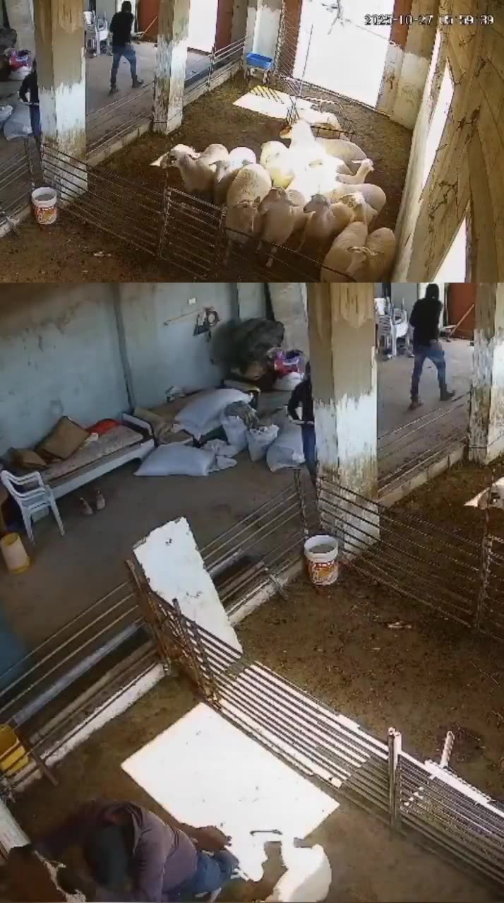 Israeli settlers in Taqu’, West Bank, violently killed six baby lambs and injured others using rocks