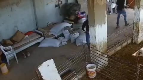 Israeli settlers in Taqu’, West Bank, violently killed six baby lambs and injured others using rocks