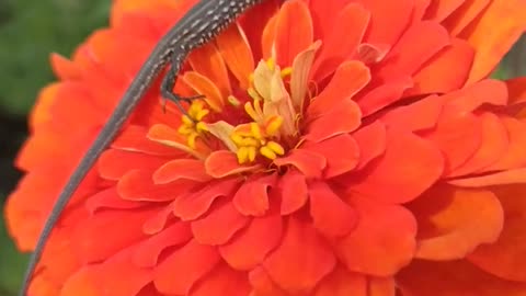 Lizard on a Flower? Nature’s Most Unexpected Beauty 🌸🦎