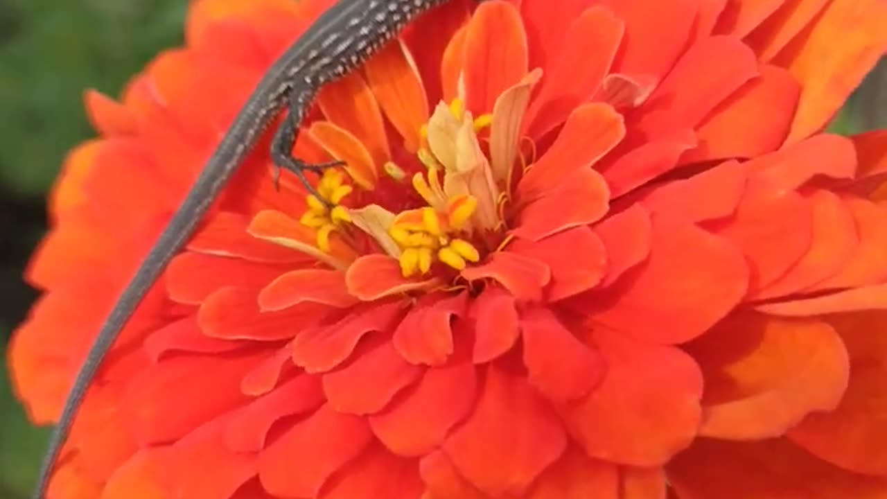 Lizard on a Flower? Nature’s Most Unexpected Beauty 🌸🦎