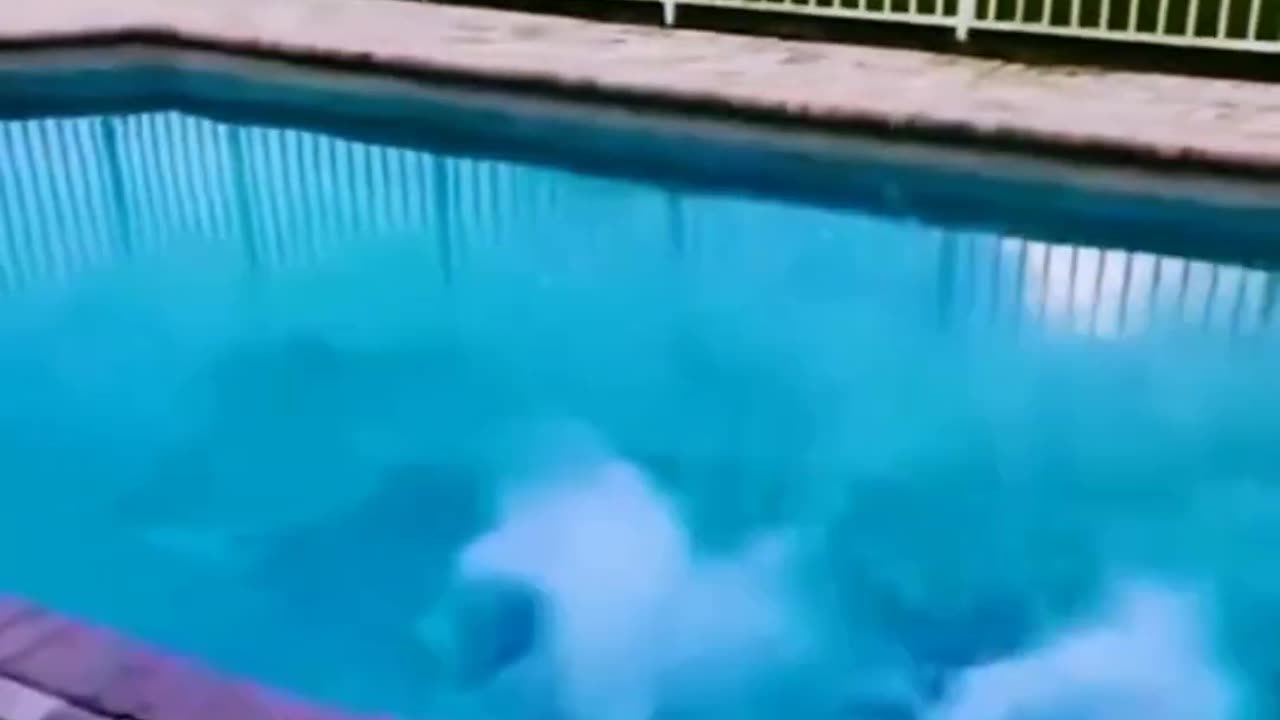 Adorable Cat Antics | Hilarious Furry Moments πΎπ