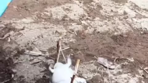Funny frogs