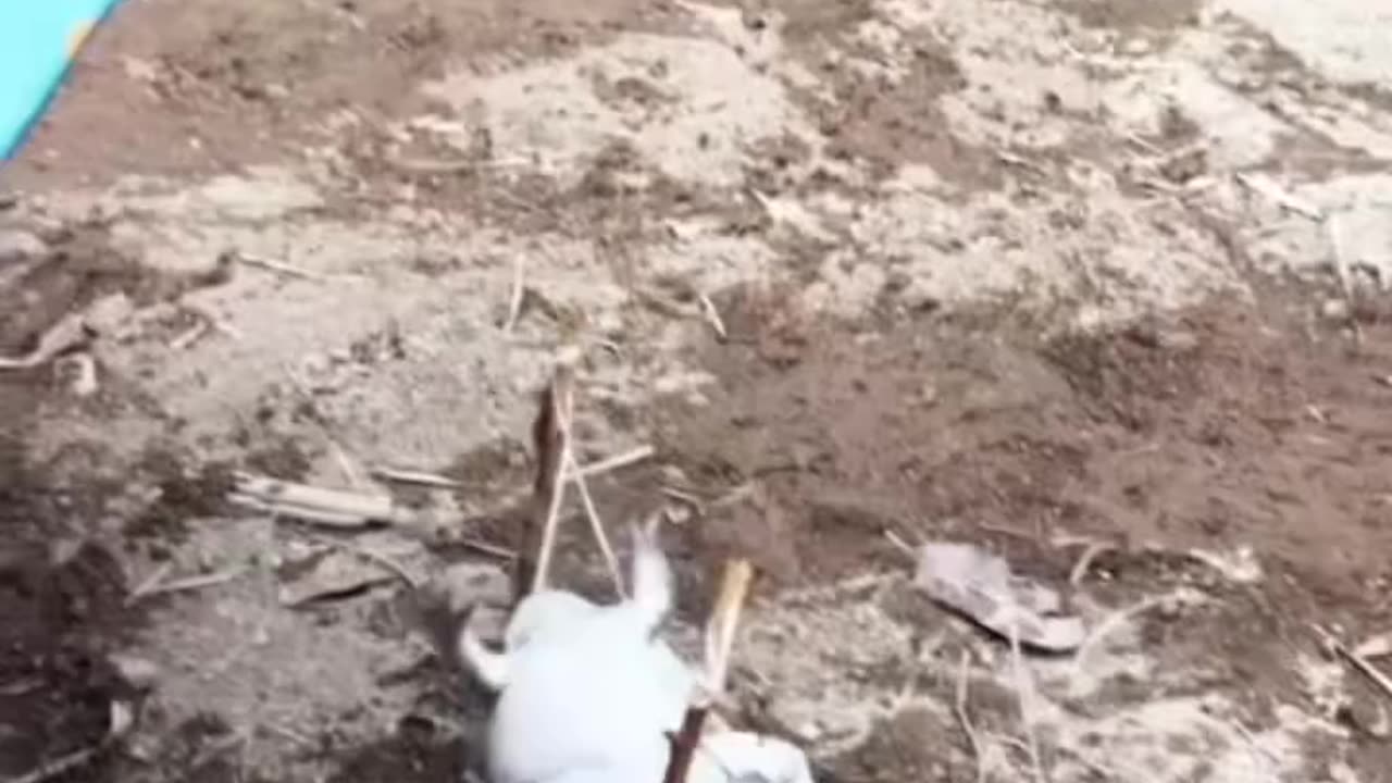 Funny frogs