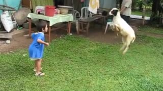 Babies & Sheep Dance
