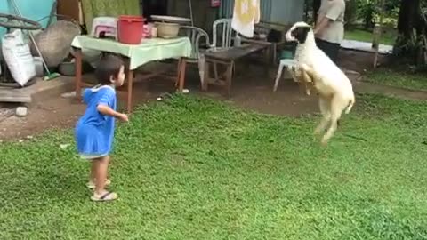 Babies & Sheep Dance