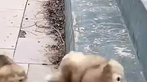 dog's funny video