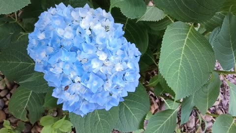 Hydrangea