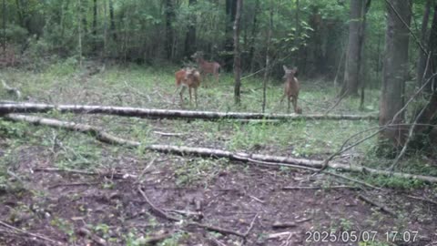 I have A Bobcat! May 2025 GameTrail