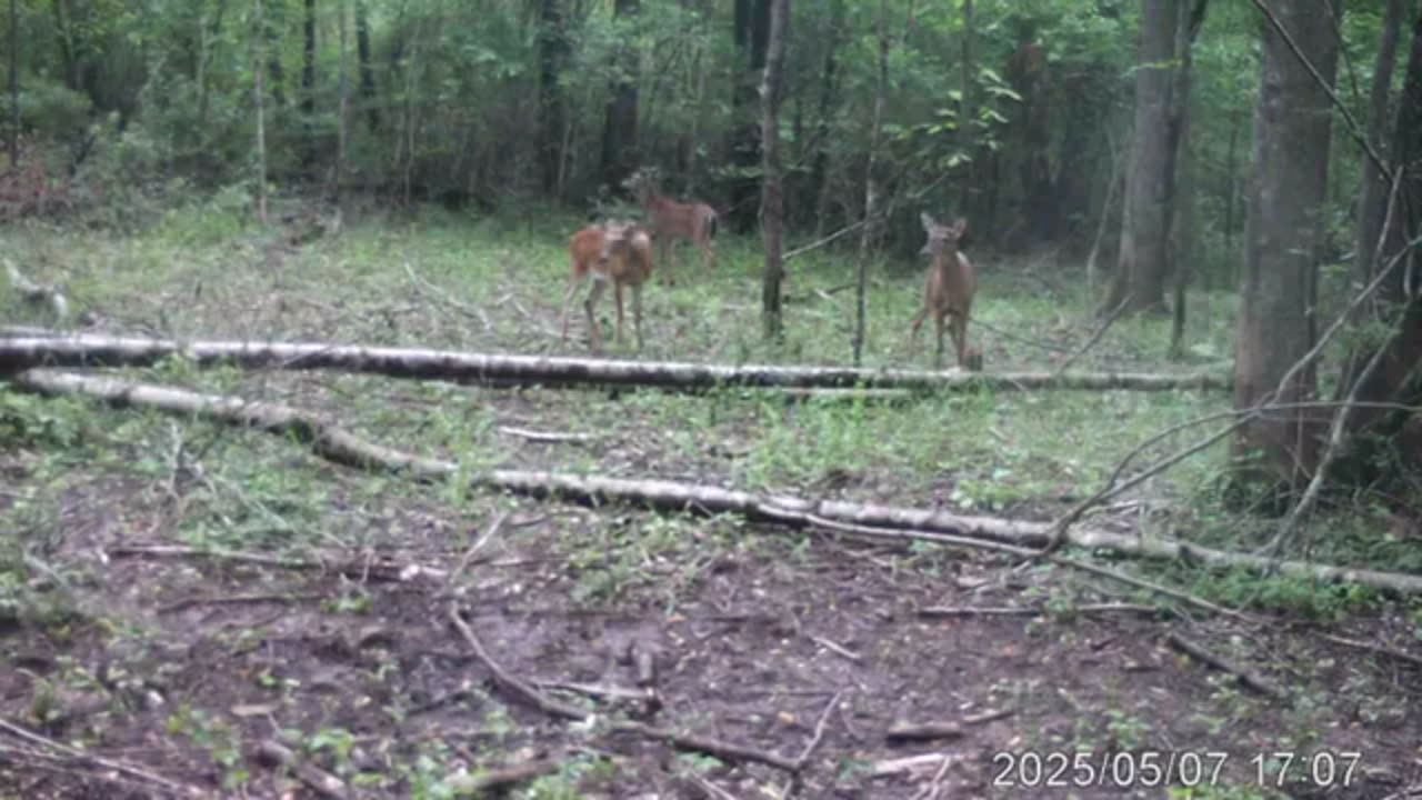 I have A Bobcat! May 2025 GameTrail