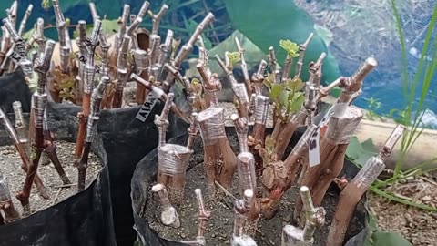 Layering Technique for Grapes | Strong and Healthy Seedlings Part 4
