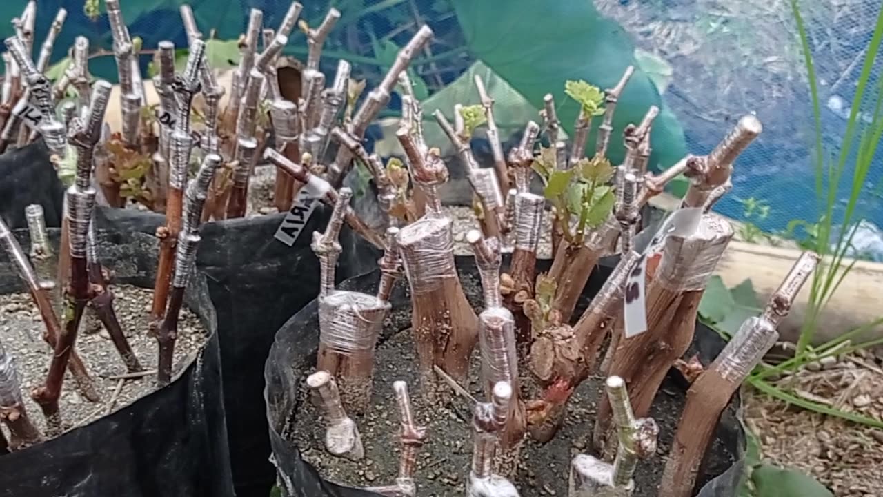 Layering Technique for Grapes | Strong and Healthy Seedlings Part 4