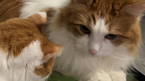 3 Cats Playing on a Tablet 😺📱 Funniest Video!