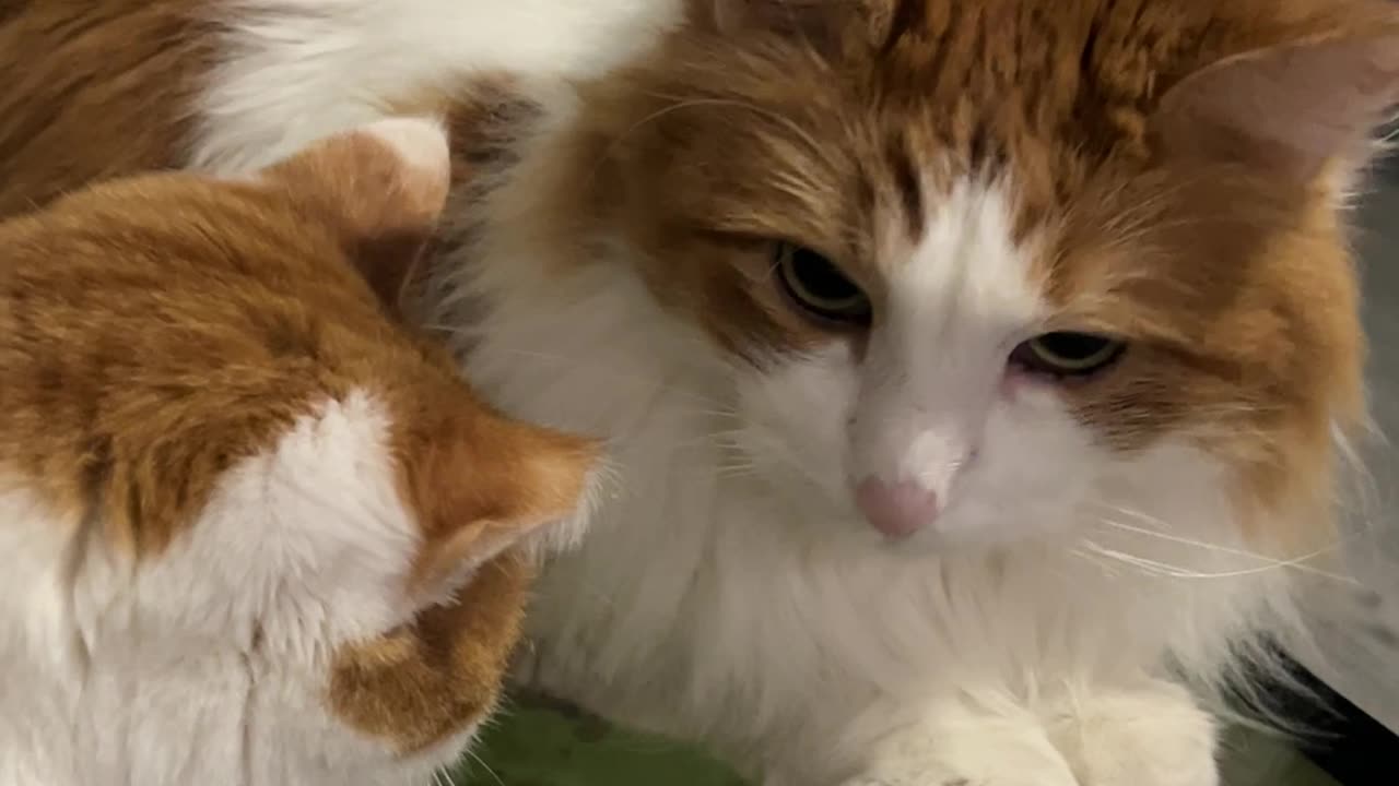 3 Cats Playing on a Tablet 😺📱 Funniest Video!