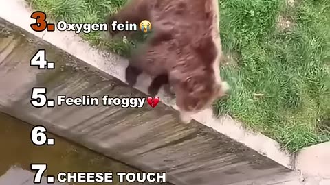 Funny Animal Medalliez