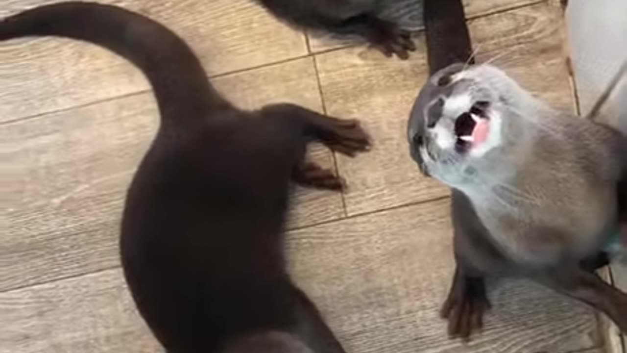 Otter lovers