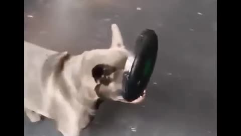 Funny video