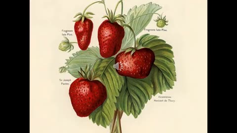 Alt-Tech S2 51 Canadian Strawberry Breeding History