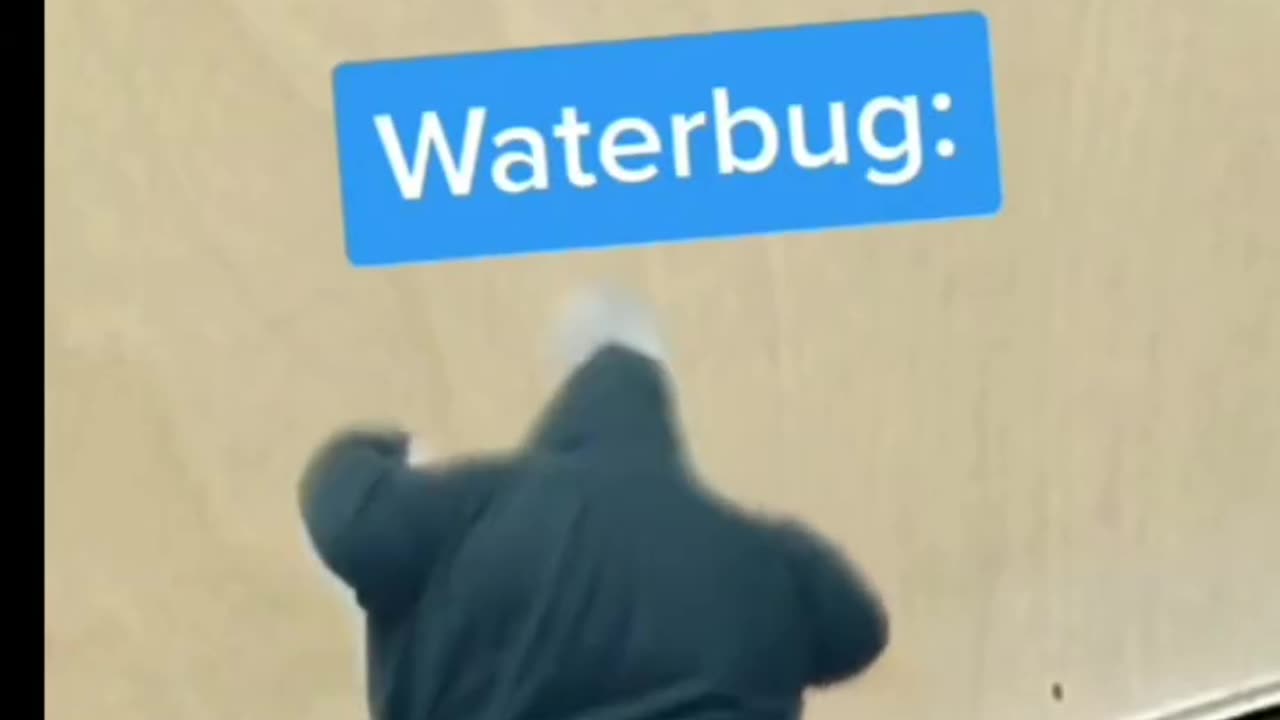 Battle of the Bug