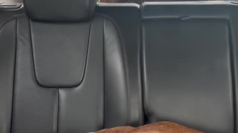 Boxer Dog Versus Rear Windshield Wiper