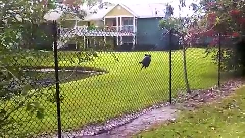 wise animal