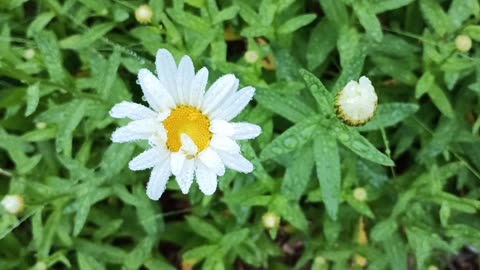 Daisy