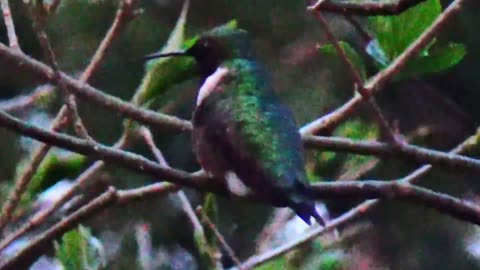 Hummingbird