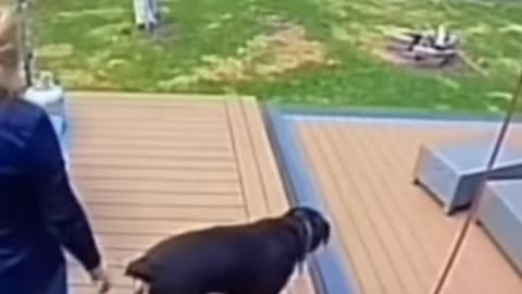 Dog Saves Owner