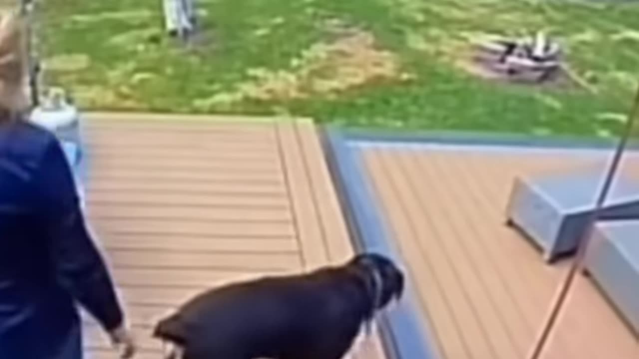 Dog Saves Owner