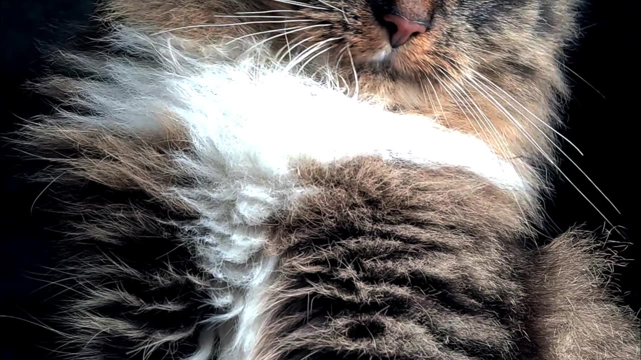 Sunlit Cat's Majesty