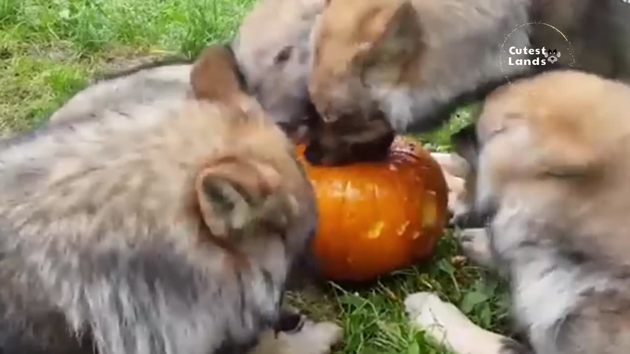 Funniest Animals