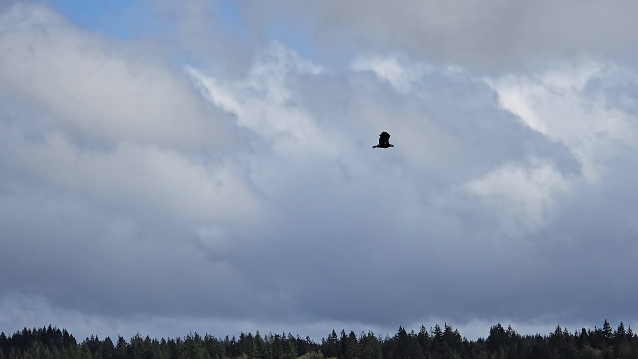 Young Eagle in the Wind