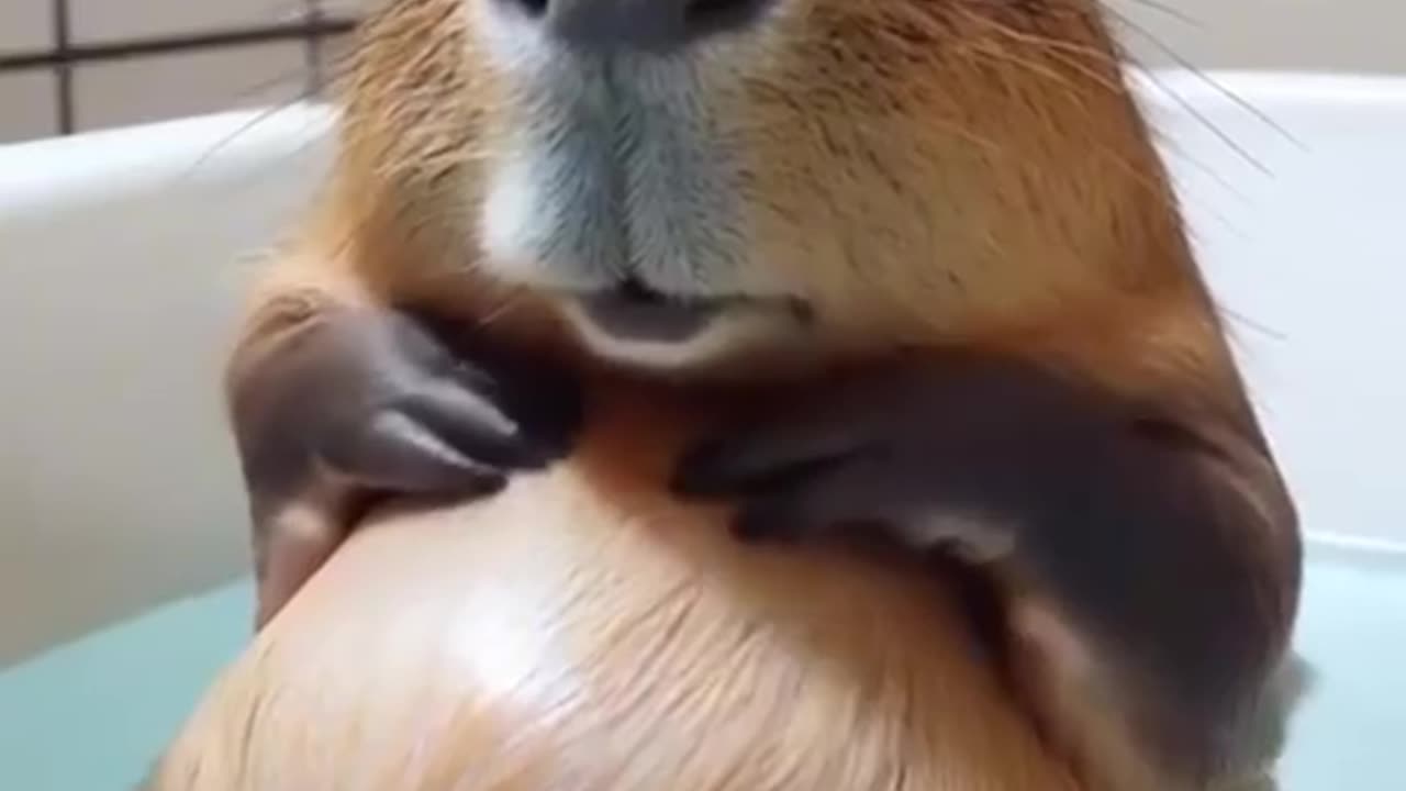 funny memes
