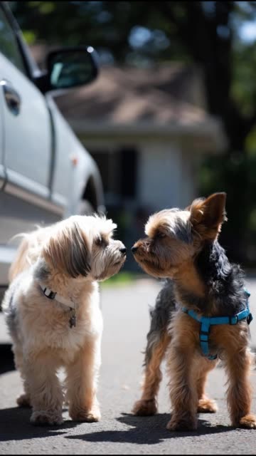 My Dogs React to Billie Eilish Rant at the Grammys