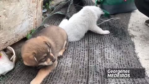 📹 Human evil has no limits 😢🐶 | Watch until the end.