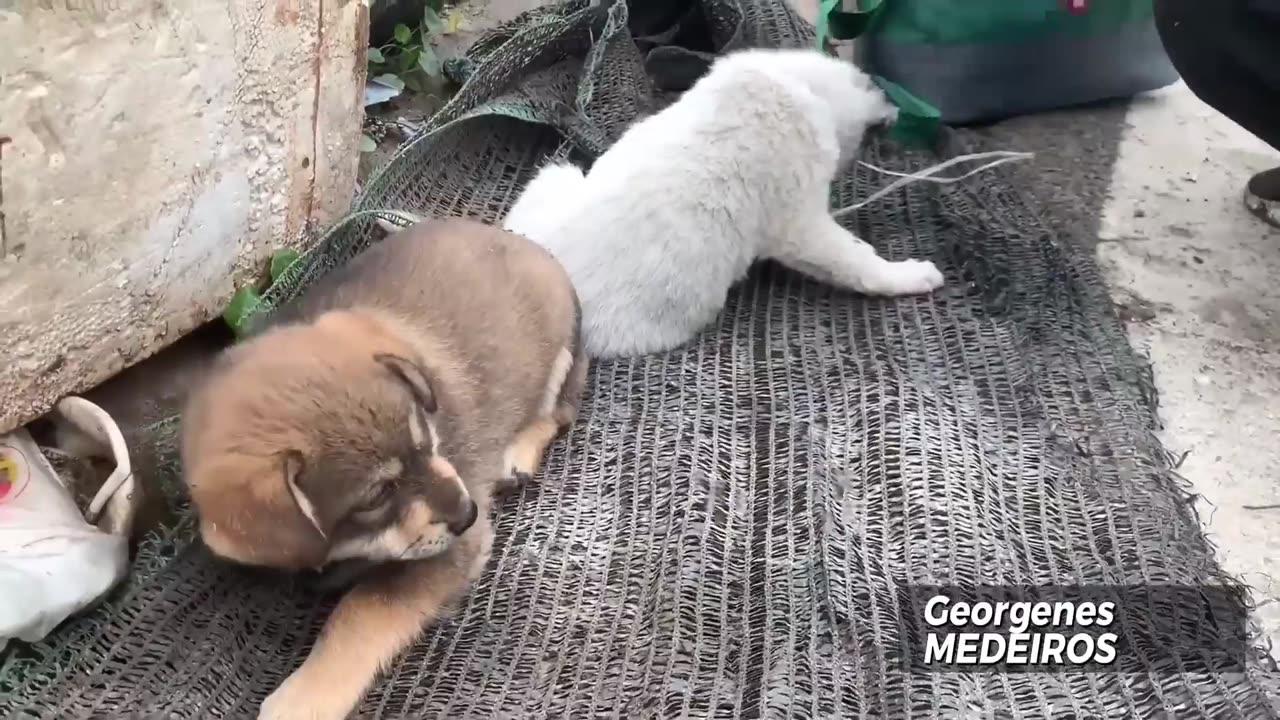 📹 Human evil has no limits 😢🐶 | Watch until the end.