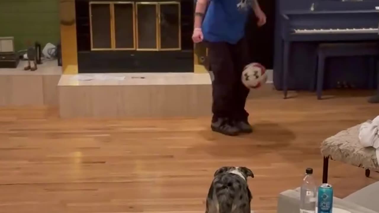 Border Collie Shows Off Soccer Skills