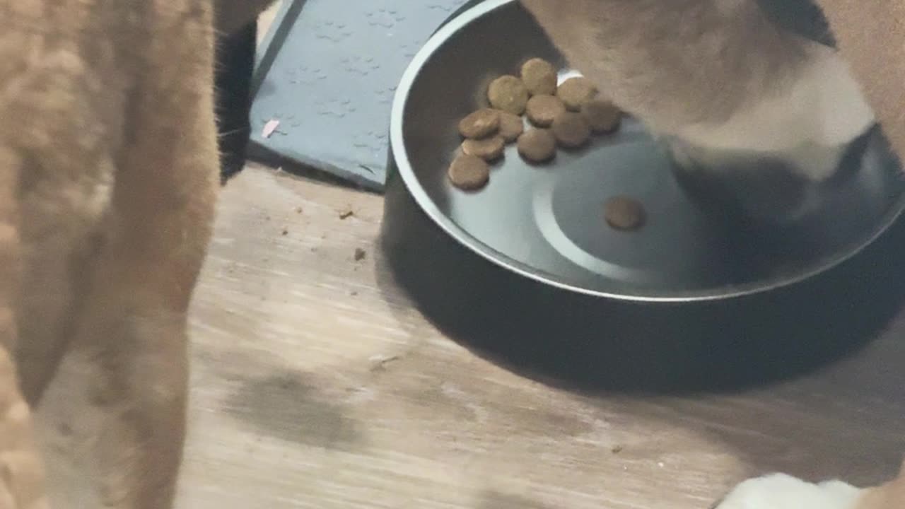 Tiny Bird Confidently Bullies Dogs