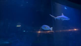 Sharks