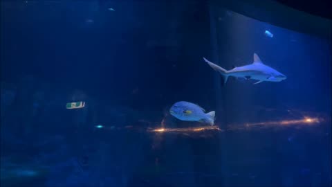 Sharks