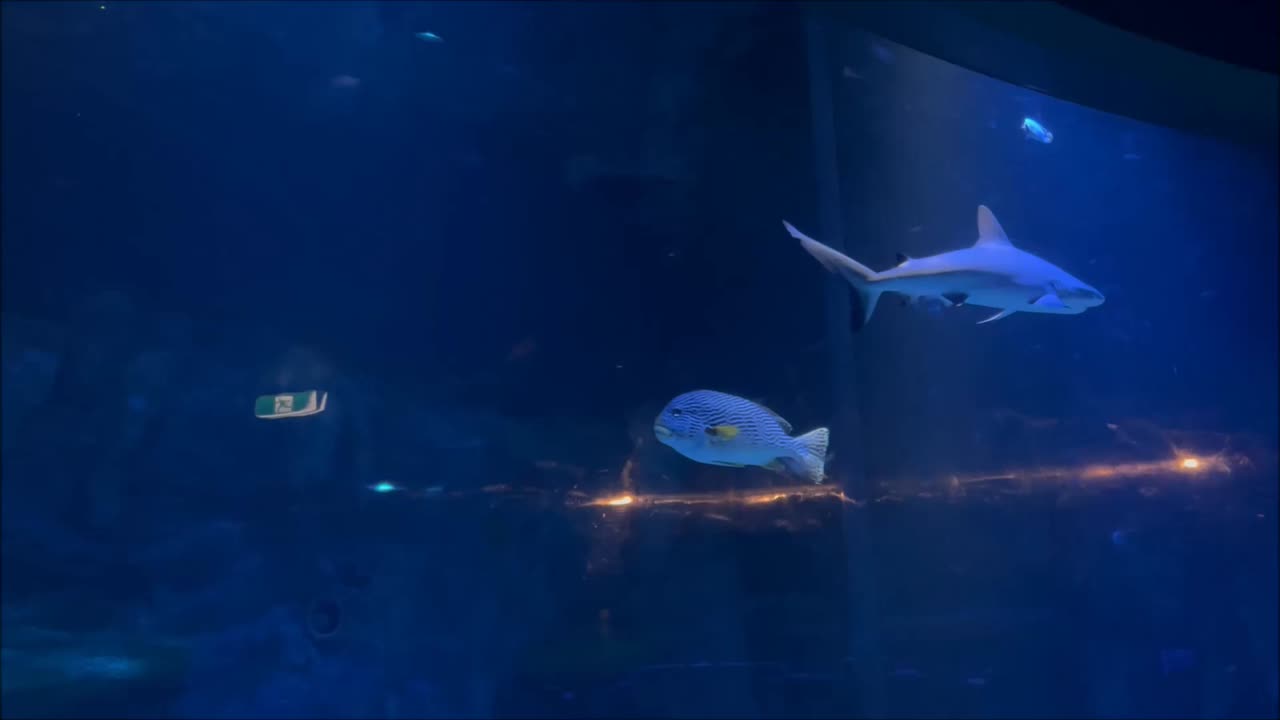 Sharks