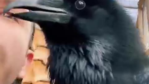 Raven talks more then his owner