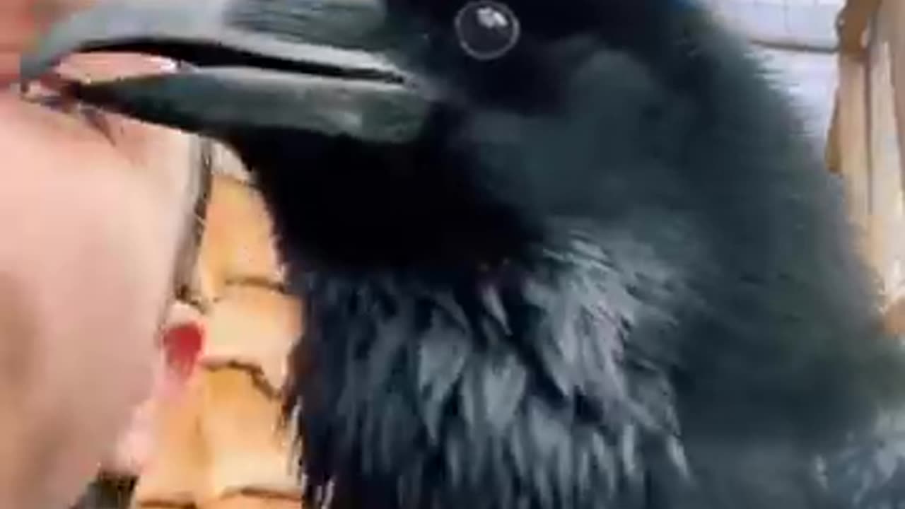 Raven talks more then his owner
