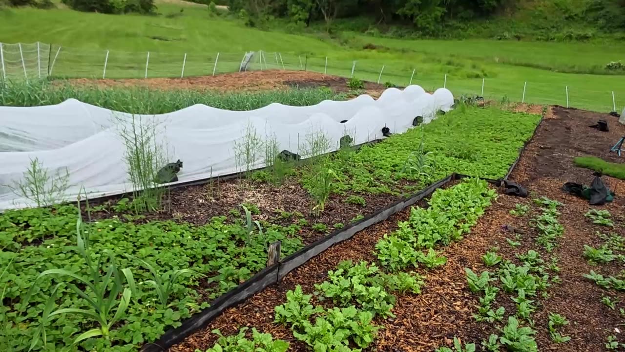 HAIL, Farmers' Market Update & What's Growing 5-14-25