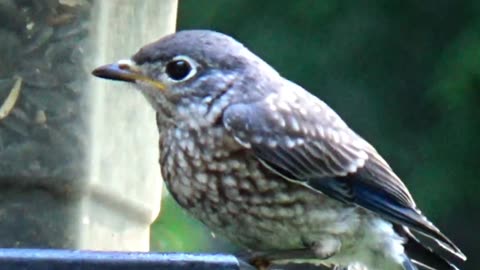 Bluebirds